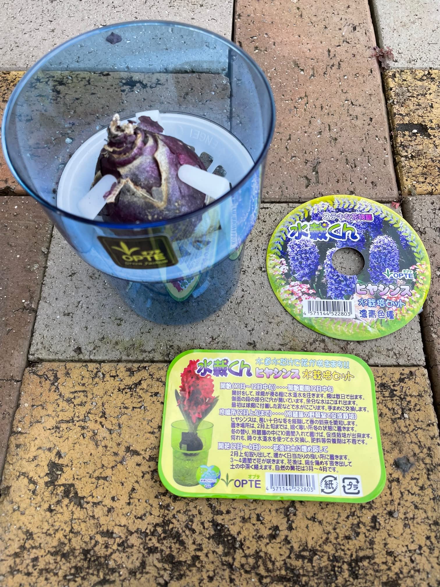 Amazon.co.jp: お部屋で育てる水耕栽培キット【ヒヤシンス 球根